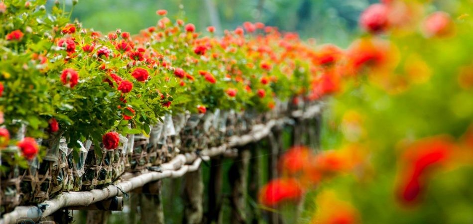 Phototrip - cho hoa Sa Dec