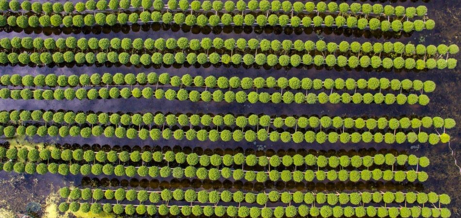 Phototrip - cho hoa Sa Dec