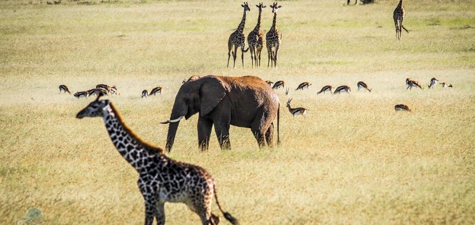 phototrip - Khám phá thiên nhiên hoang dã Kenya