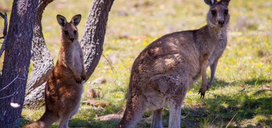 phototrip - Úc - Xứ sở Kangaroo